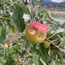 grele01 © Service cantonal de l’agriculture  Etat du Valais